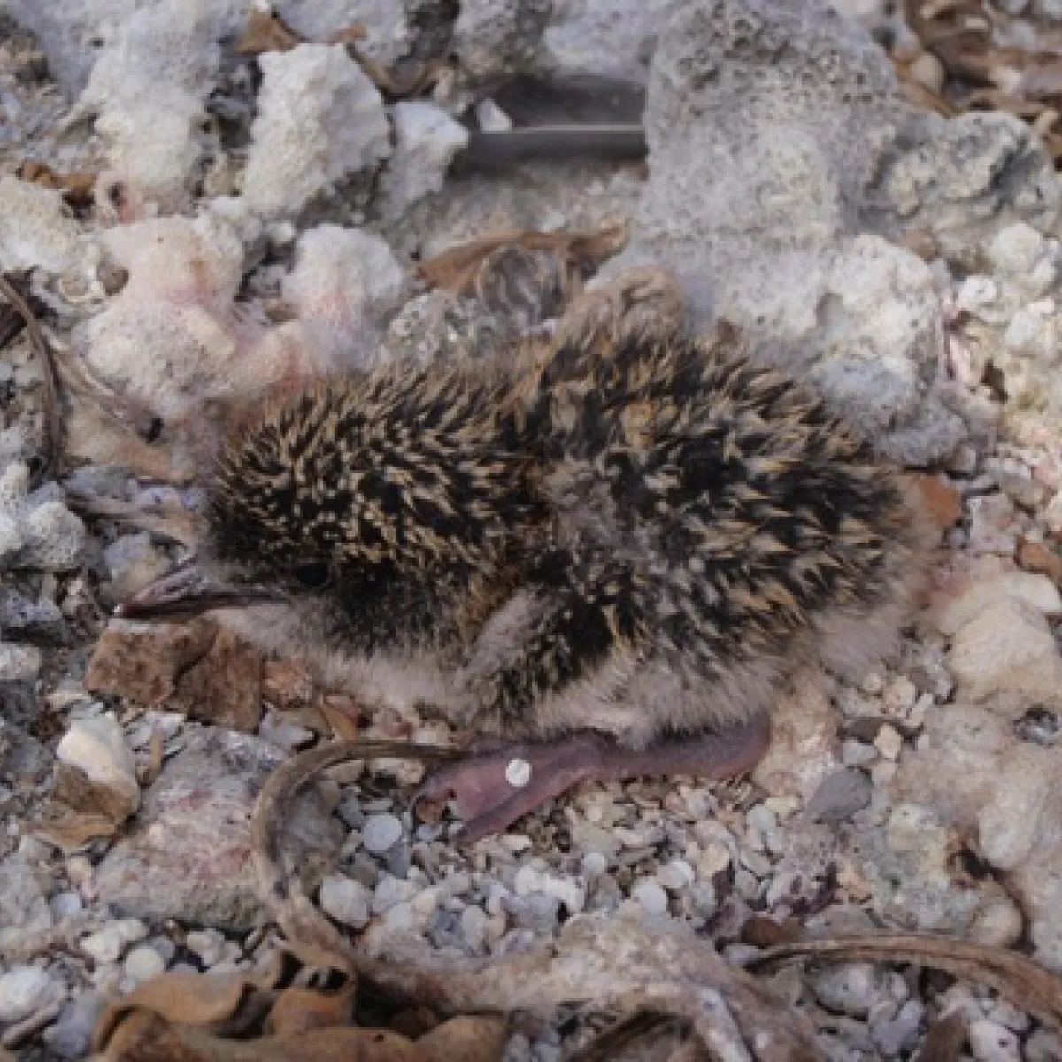 Ⓒ Tetiaroa Society Sooty Tern baby