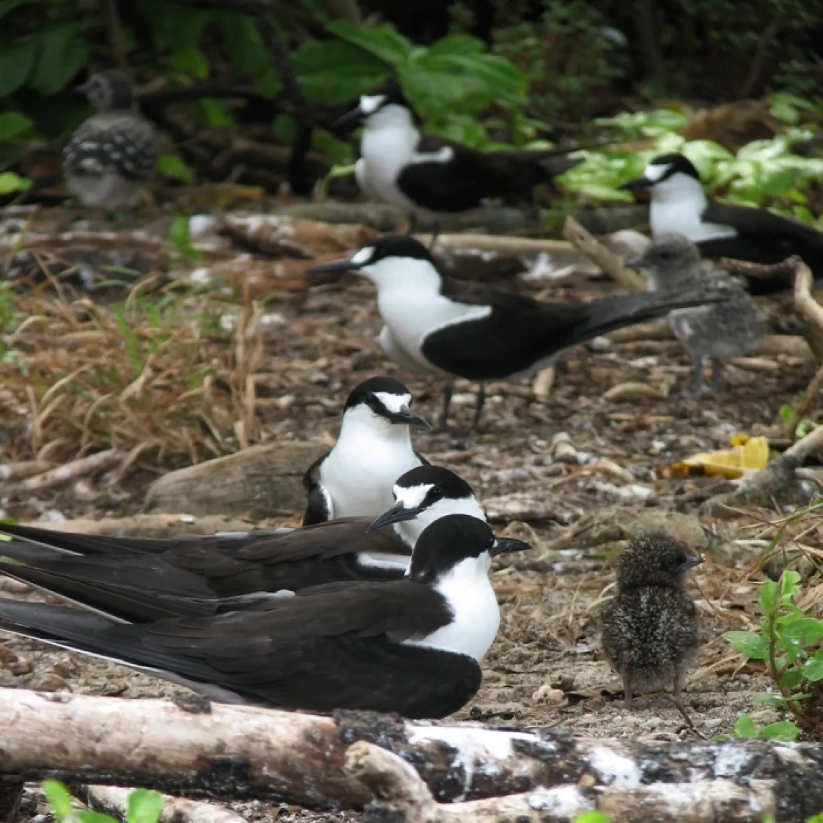 Ⓒ Tetiaroa Society Sooty Tern adults