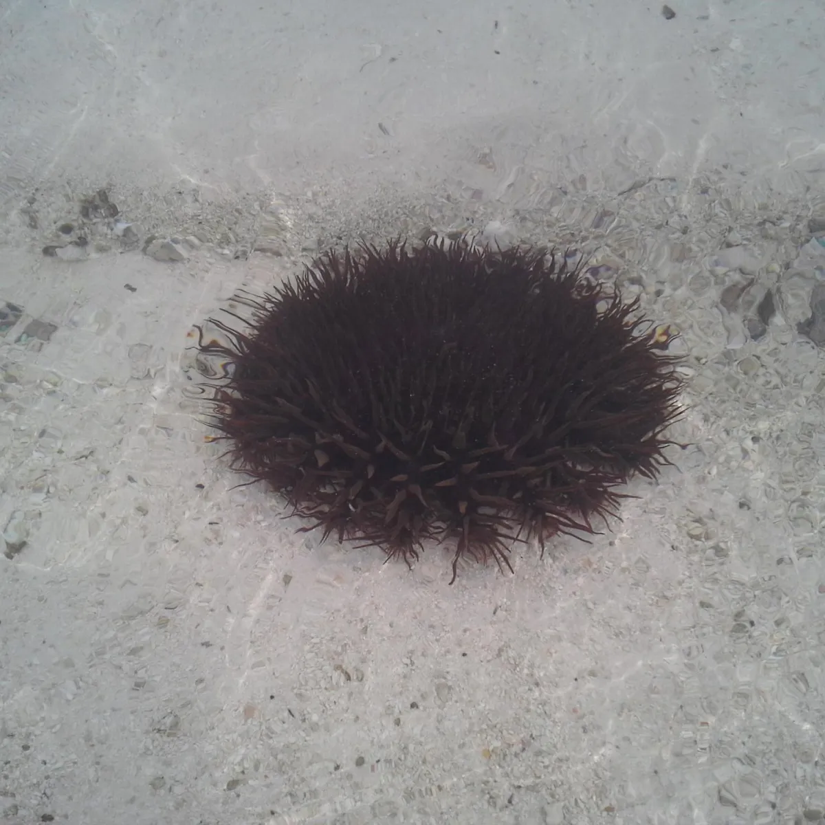 An increase in the number of crown of thorns has been attributed to the decimation of its chief predator, the Pacific triton, by shell collectors.