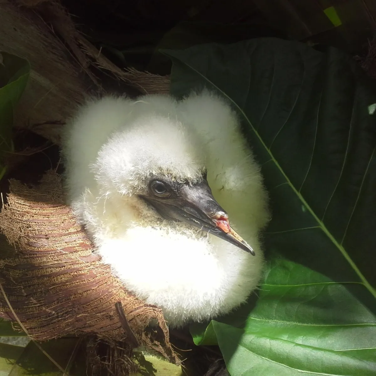 Photo: Tetiaroa Society Jeune fou à pieds rouge au bec cassé