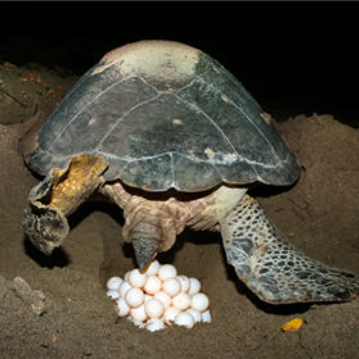 Un nid dans le sable