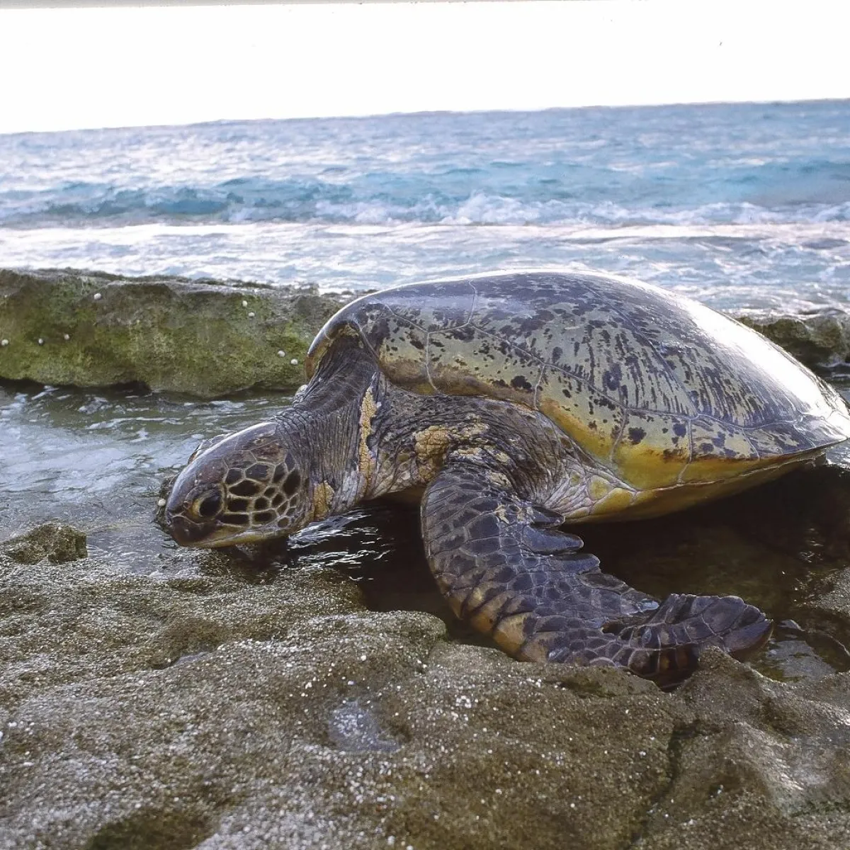 Elle va vers son nid