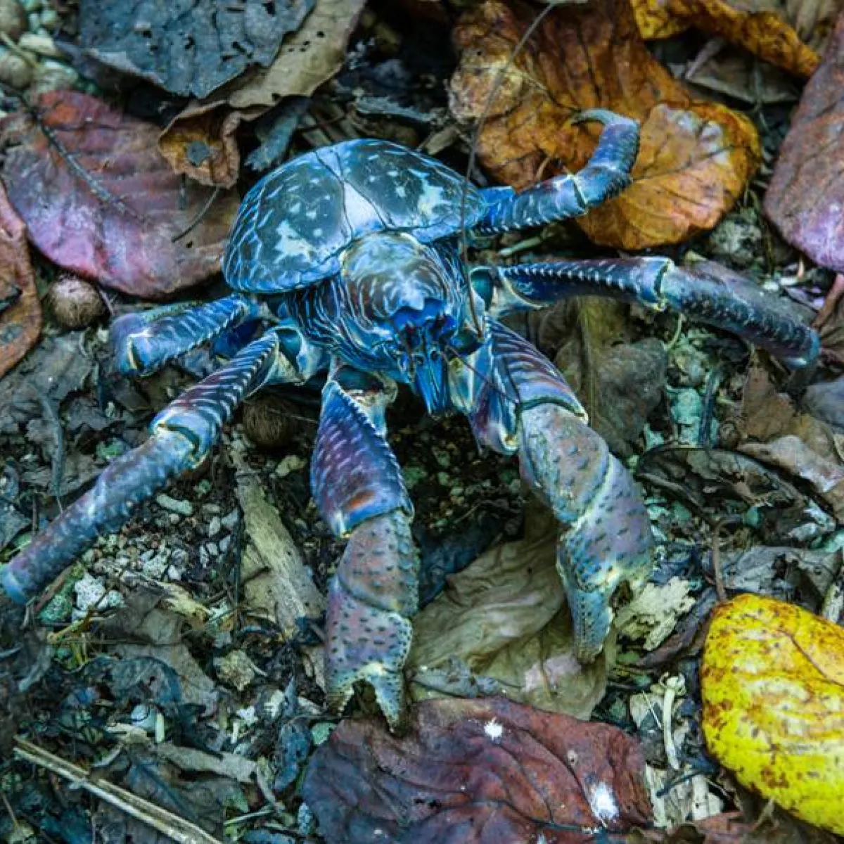 coconut crab