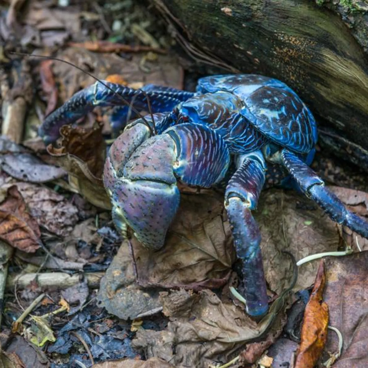 coconut crab