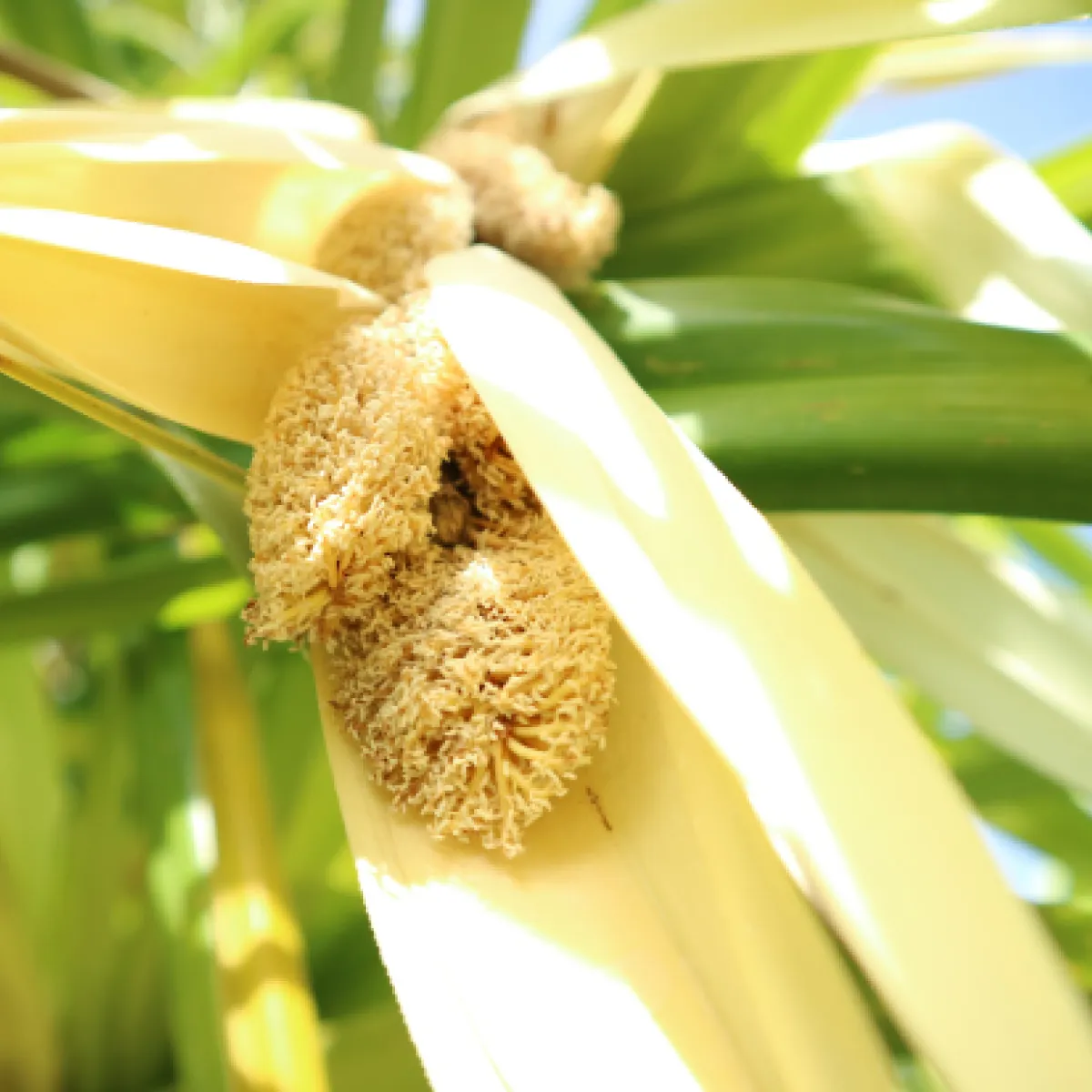 The flowers, called Hinano in Tahitian, are still used to perfume monoi