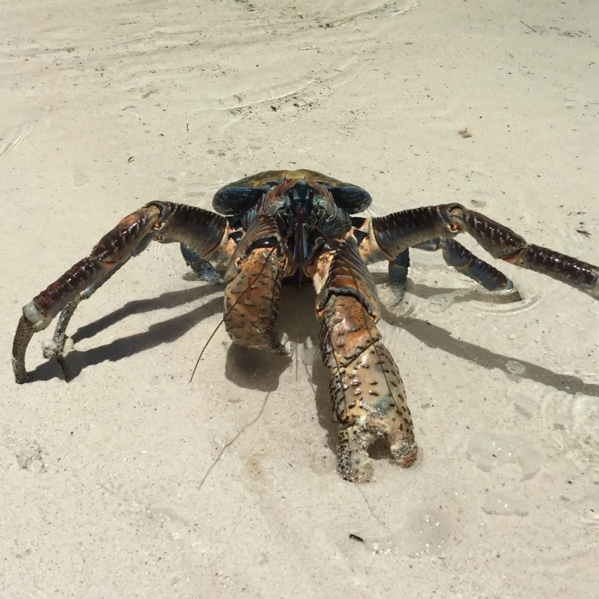 one of the biggest coconut crabs we've ever met...
