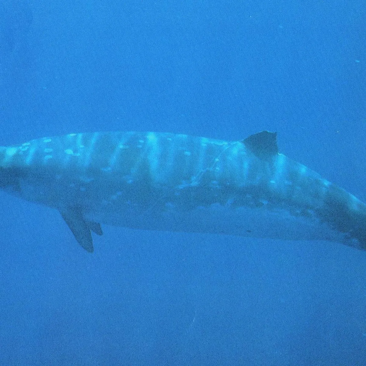 Like other beaked whales, these whales are deep divers. Regular dives range from 20-45 minutes