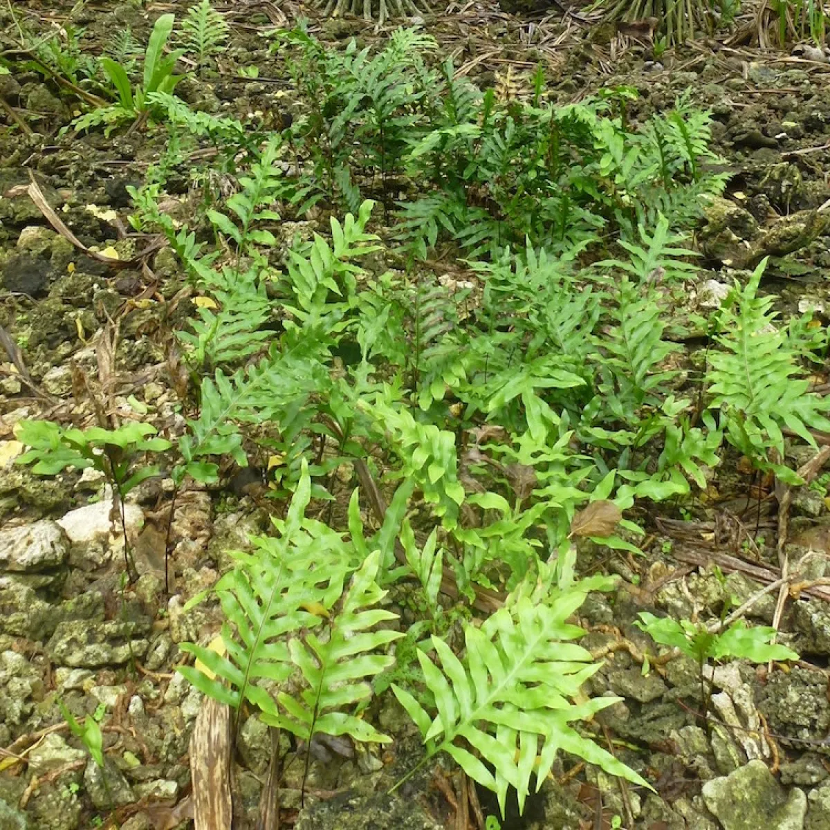 ...in the forest on motu Reiono