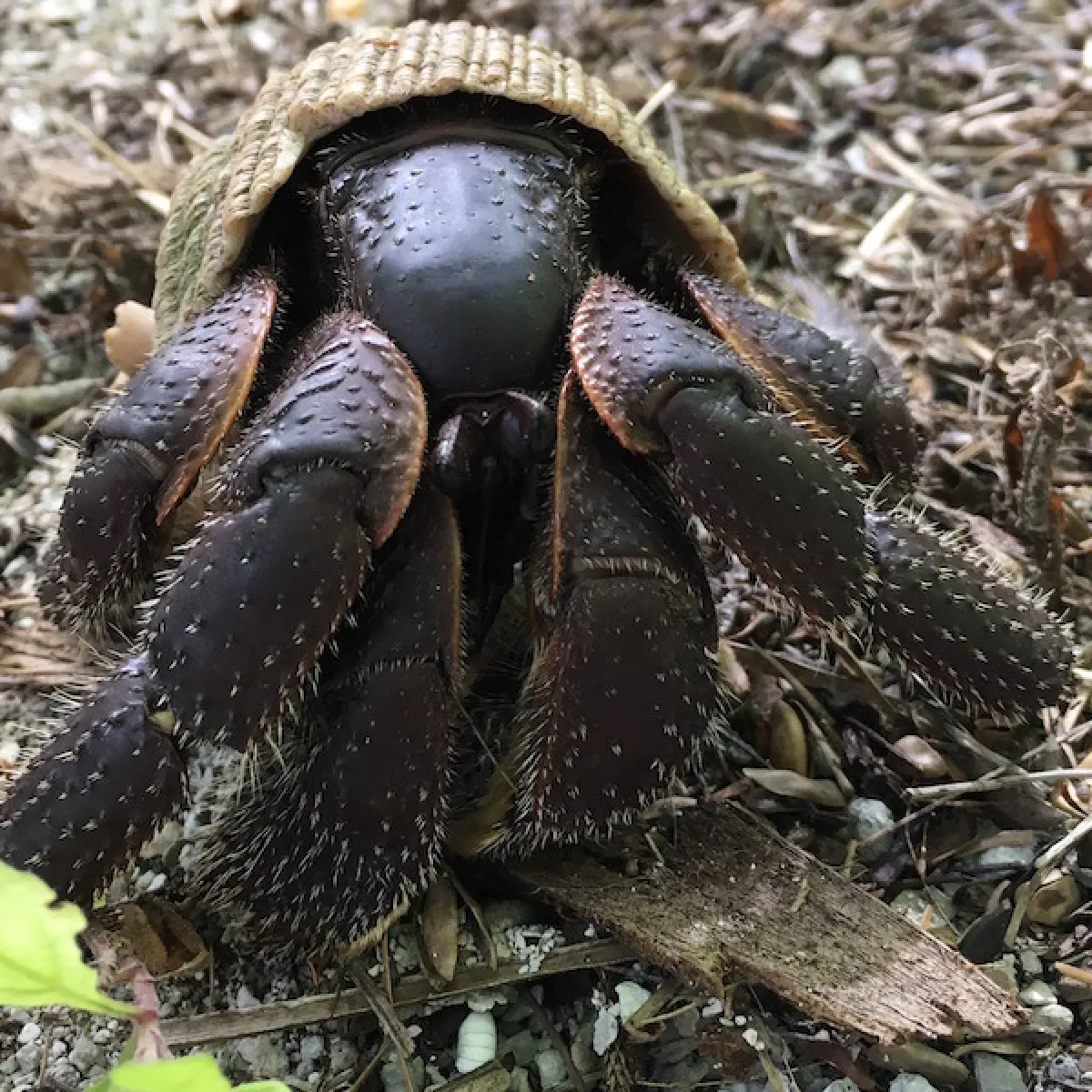 Forest hermit crabs are generally of a brown color but they can also be orange, black, or reddish.