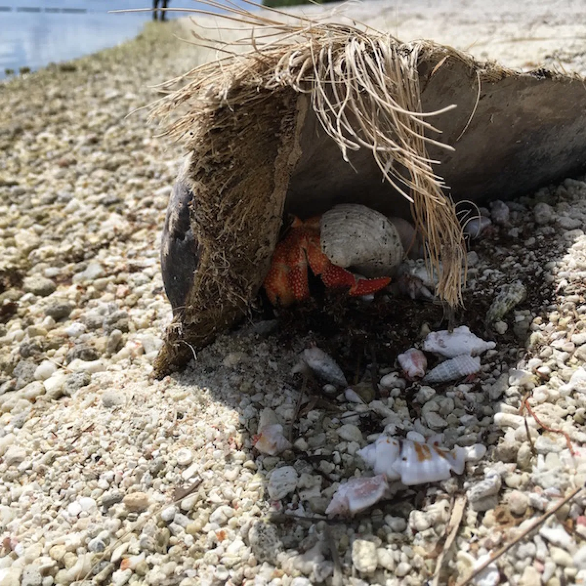 The strawberry hermit crab is more active at night, like the coconut crab.