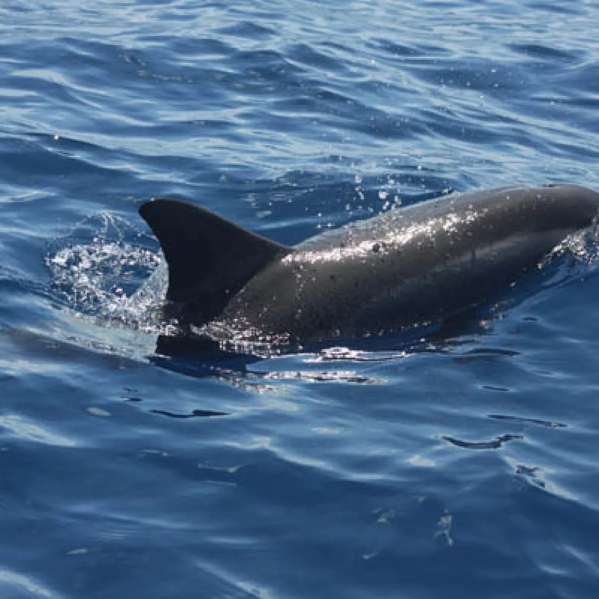 Spinner dolphins are very social animals, and form groups of 20 to 25 individuals.