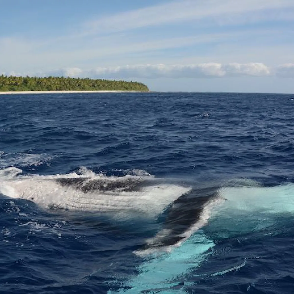 La baleine à bosse est présente dans nos eaux de juin à novembre, près des récifs, dans les passes, baies et lagons de nos îles.