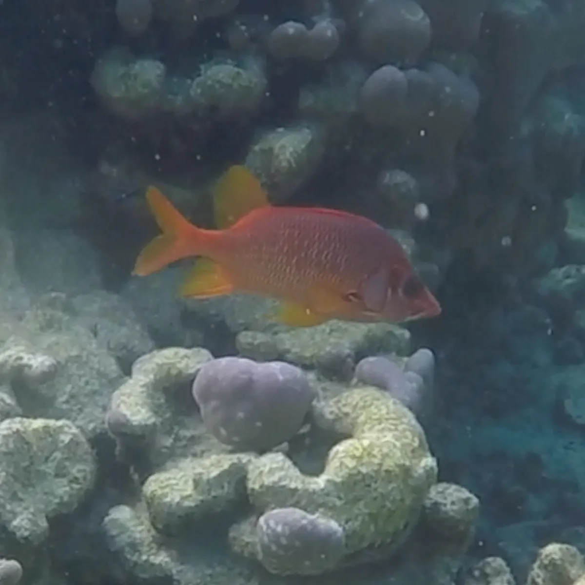 Apai stay near their coral caves