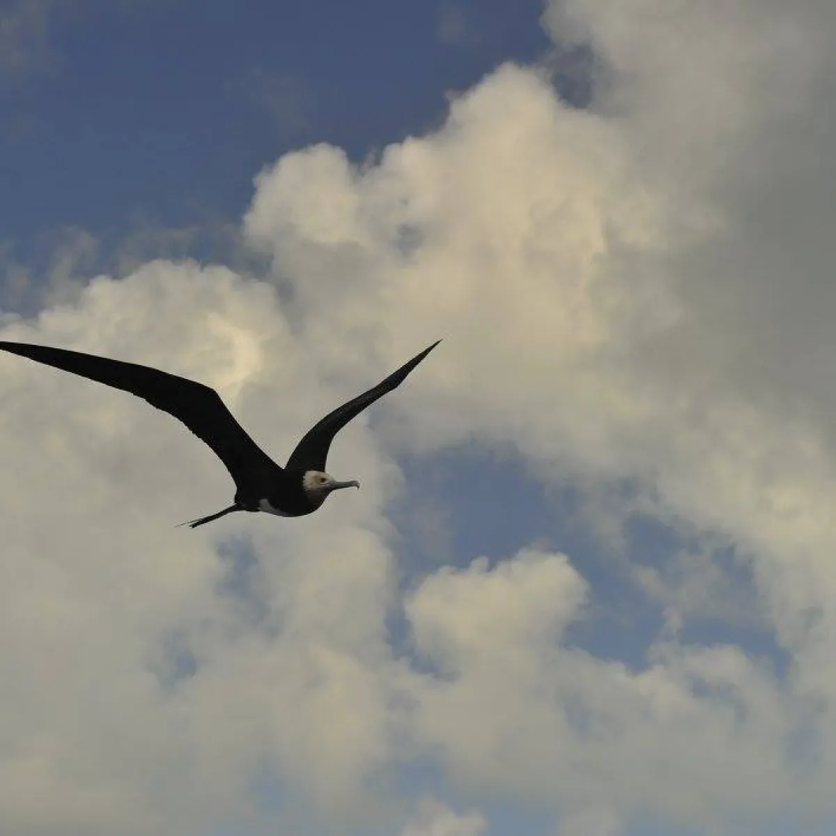 Mâle adulte - Frégate ariel