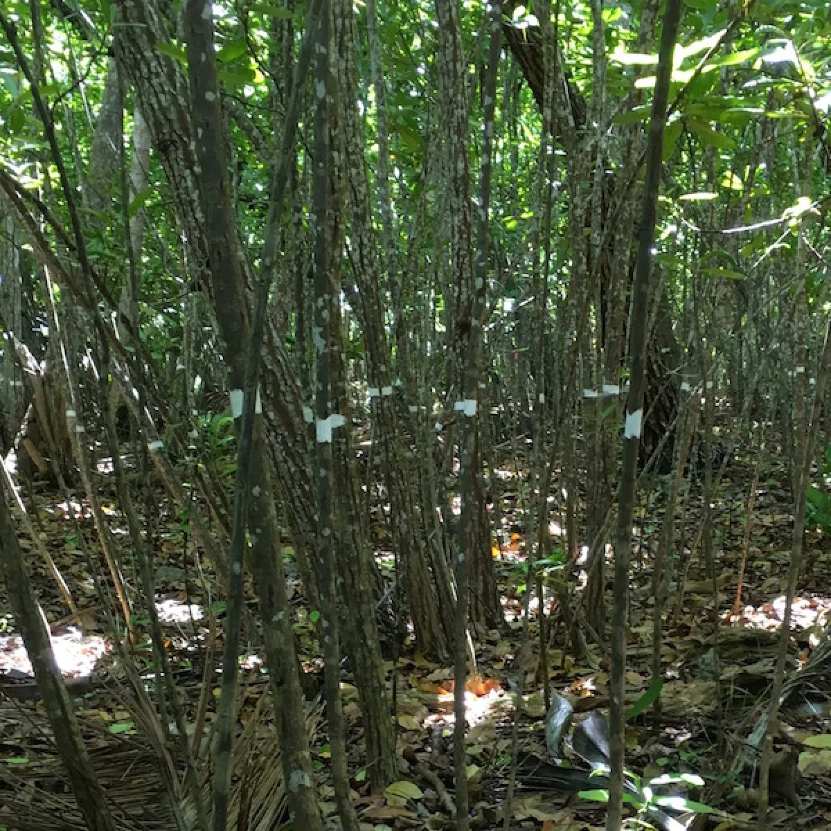 A stand of Tamanu trees - they've been measured, counted, and marked as part of the forest plots study