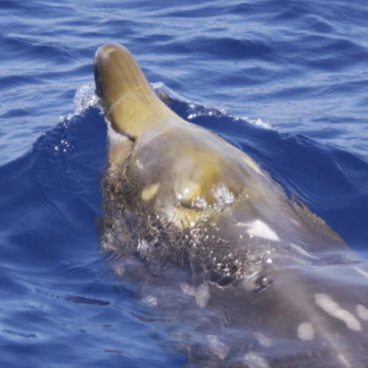 Blainville's beaked whale at the surface