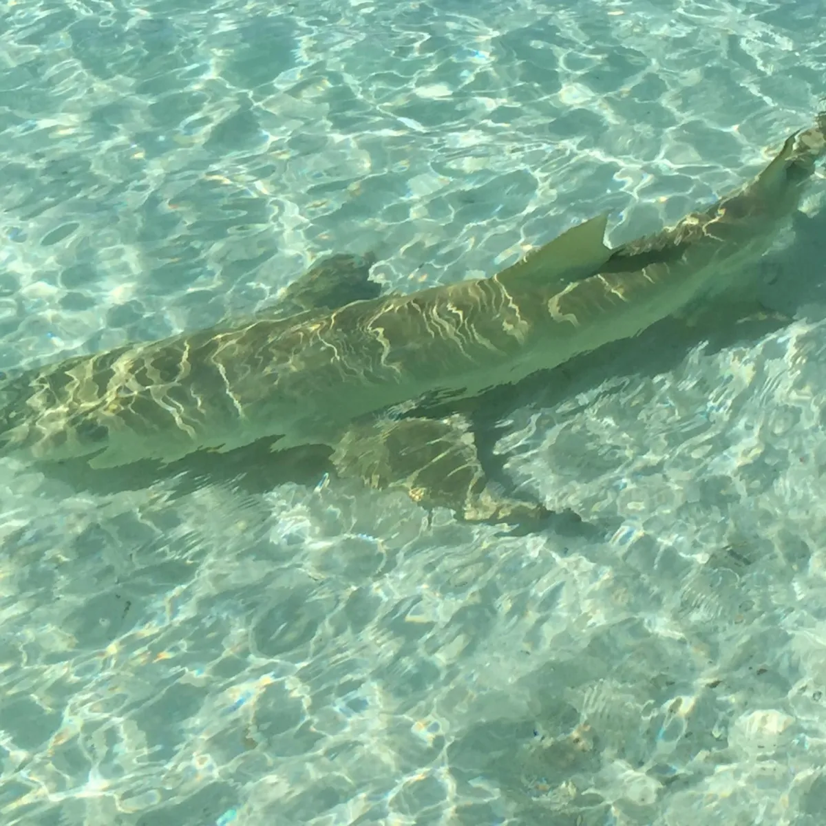 Photo: Tetiaroa Society They can also swim near the surface in pursuit of pelagic fish