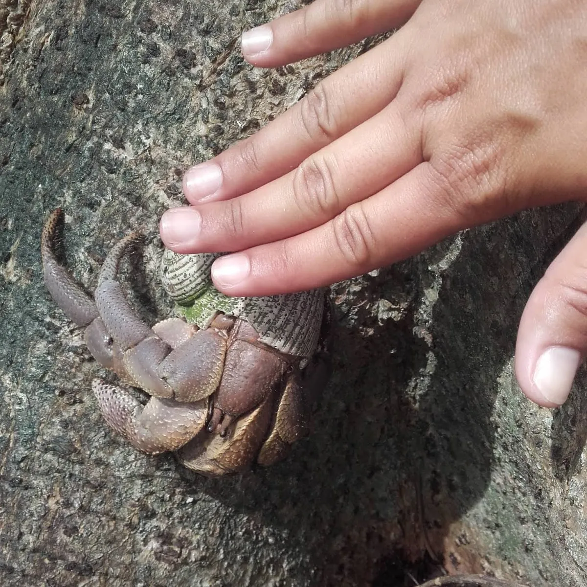 The Indonesian hermit crab is an omnivore and detritivore and can feed itself with both plant debris and animals.