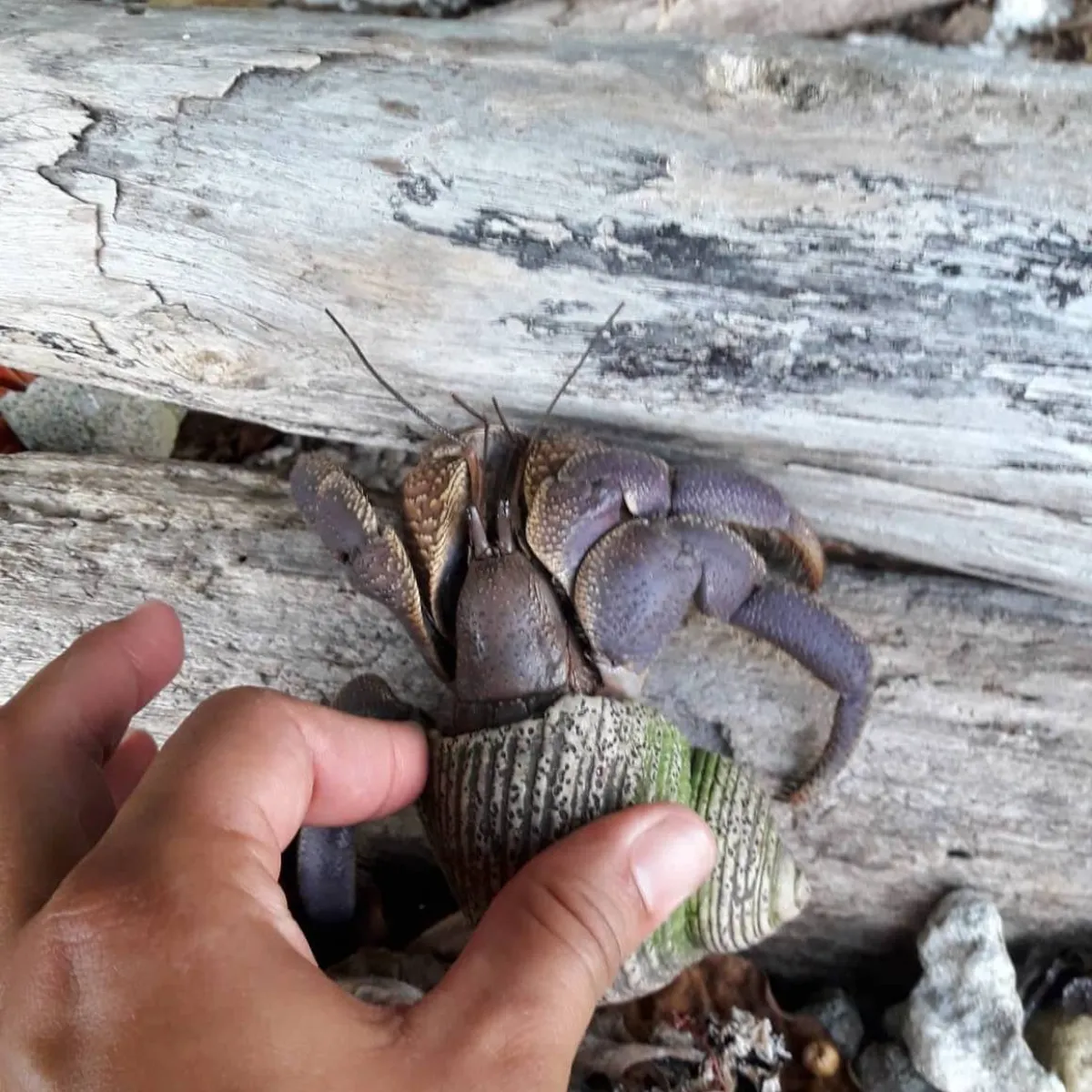 The Indonesian hermit crab is one of the largest that one can encounter on Tetiaroa. It is widespread in the Indo-Pacific.