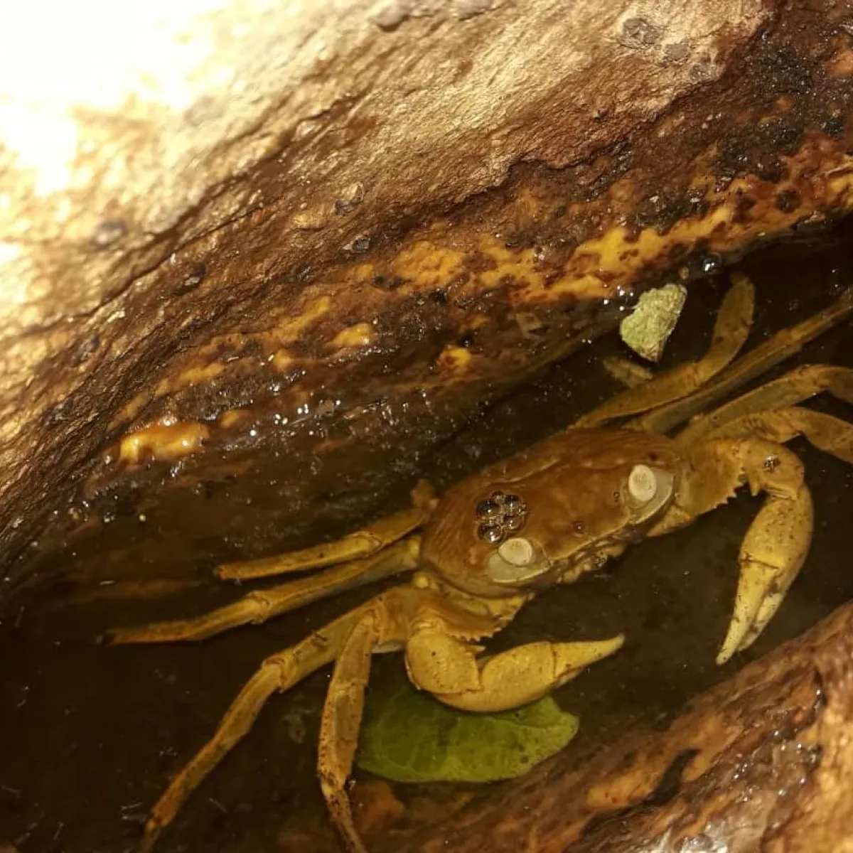 Pa'apa'a est moins adapté aux plages et se trouve plus souvent à l'intérieur du motu de Tetiaroa.