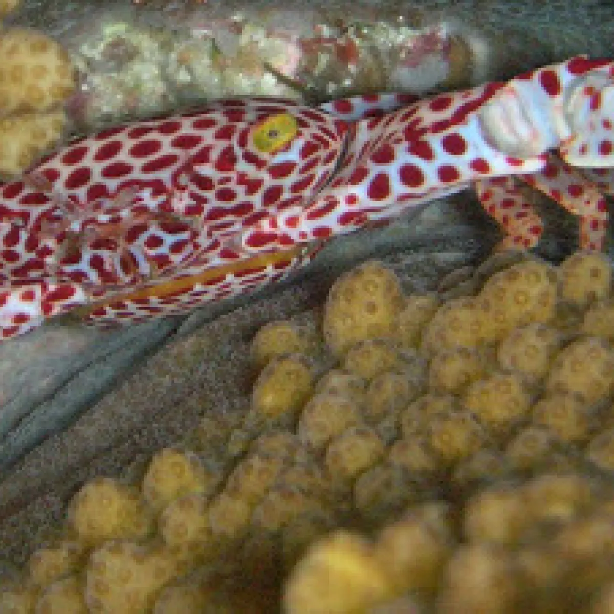 Il défend sa demeure dans les coraux