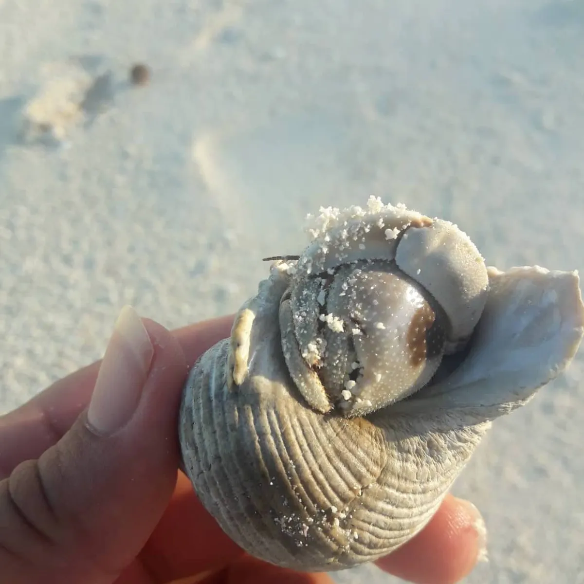 We find this crab on the beach or on the inside of the motu.