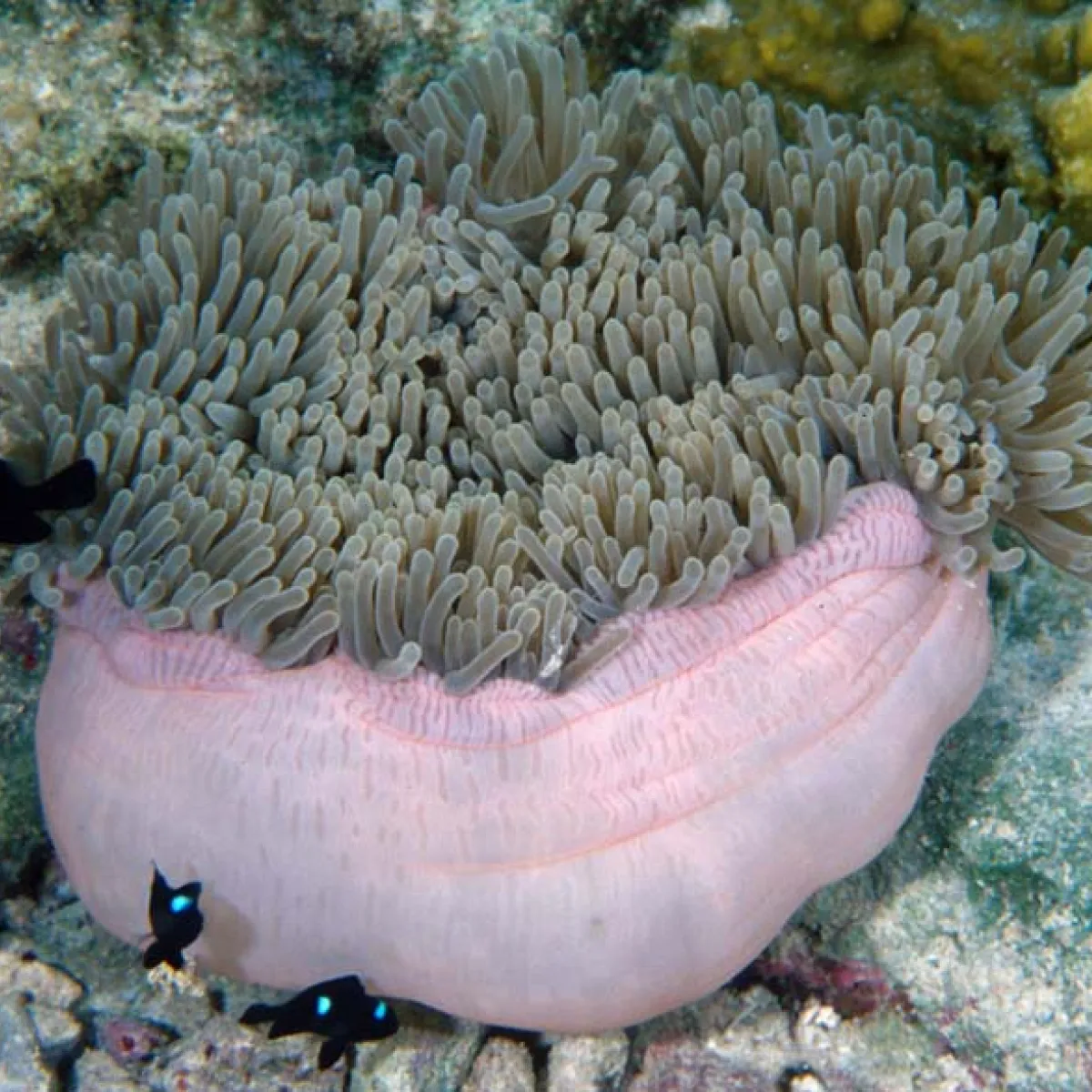 L'anémone, comme le corail, vit en symbiose avec les zooxanthelles qui effectuent la photosynthèse pour lui fournir de la nourriture.