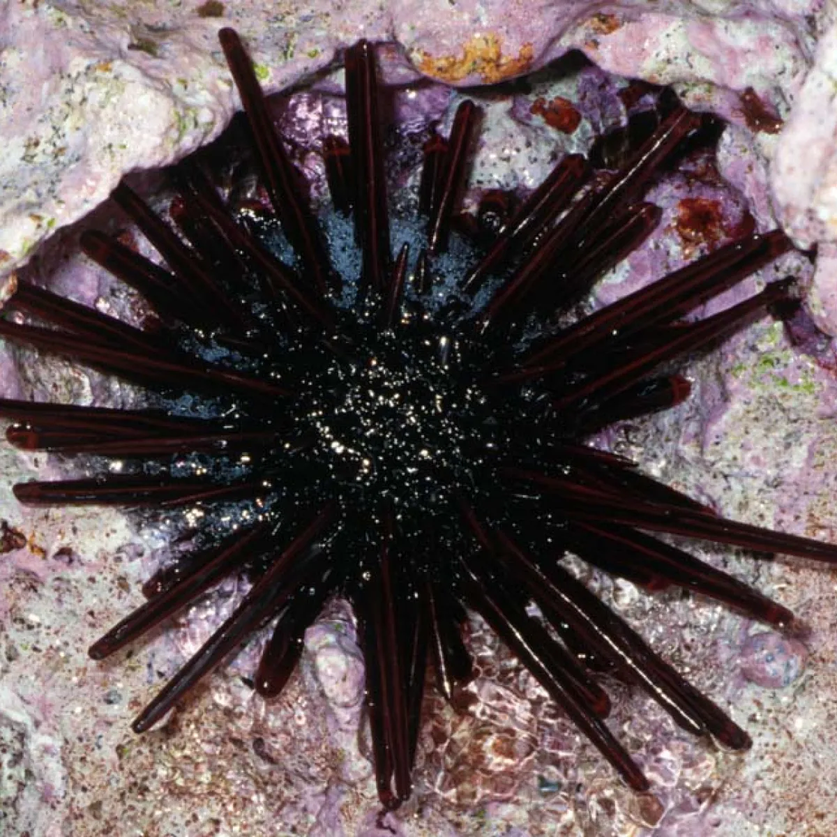 L'oursin crayon est clairement identifié par ses épines épaisses, de tailles variées, parfois aussi grosse qu'un crayon d'où son nom.