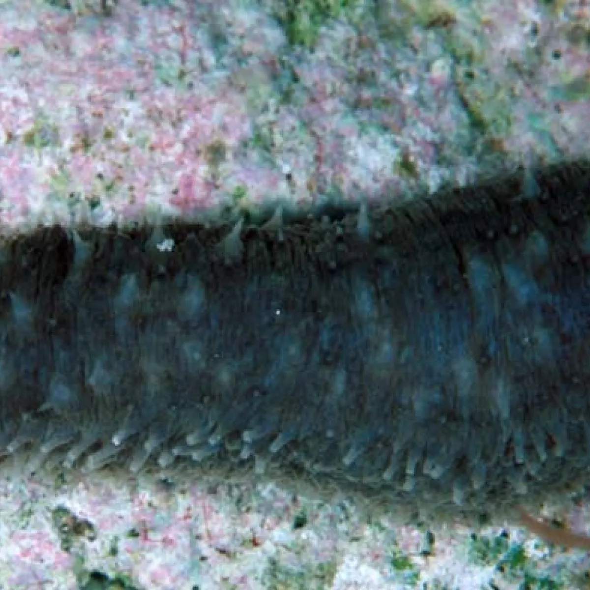Ils avalent de grandes quantités de sable, ce qui fait partie de leur rôle de filtreur.