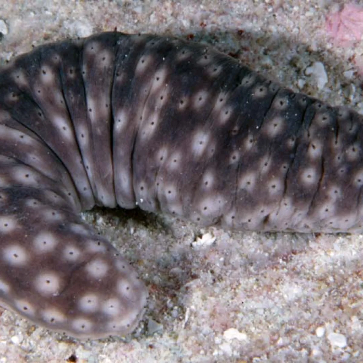 Lorsqu’il est stressé ou attaqué, le rori expulsera des filaments blancs très collants.