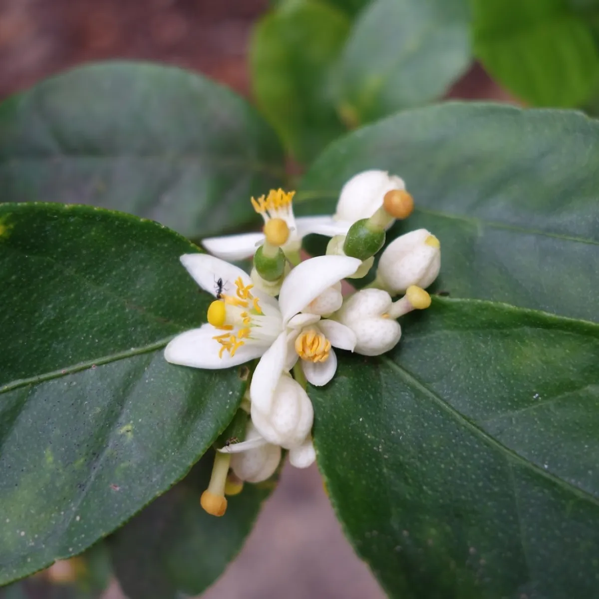 Flowers that will become lime.