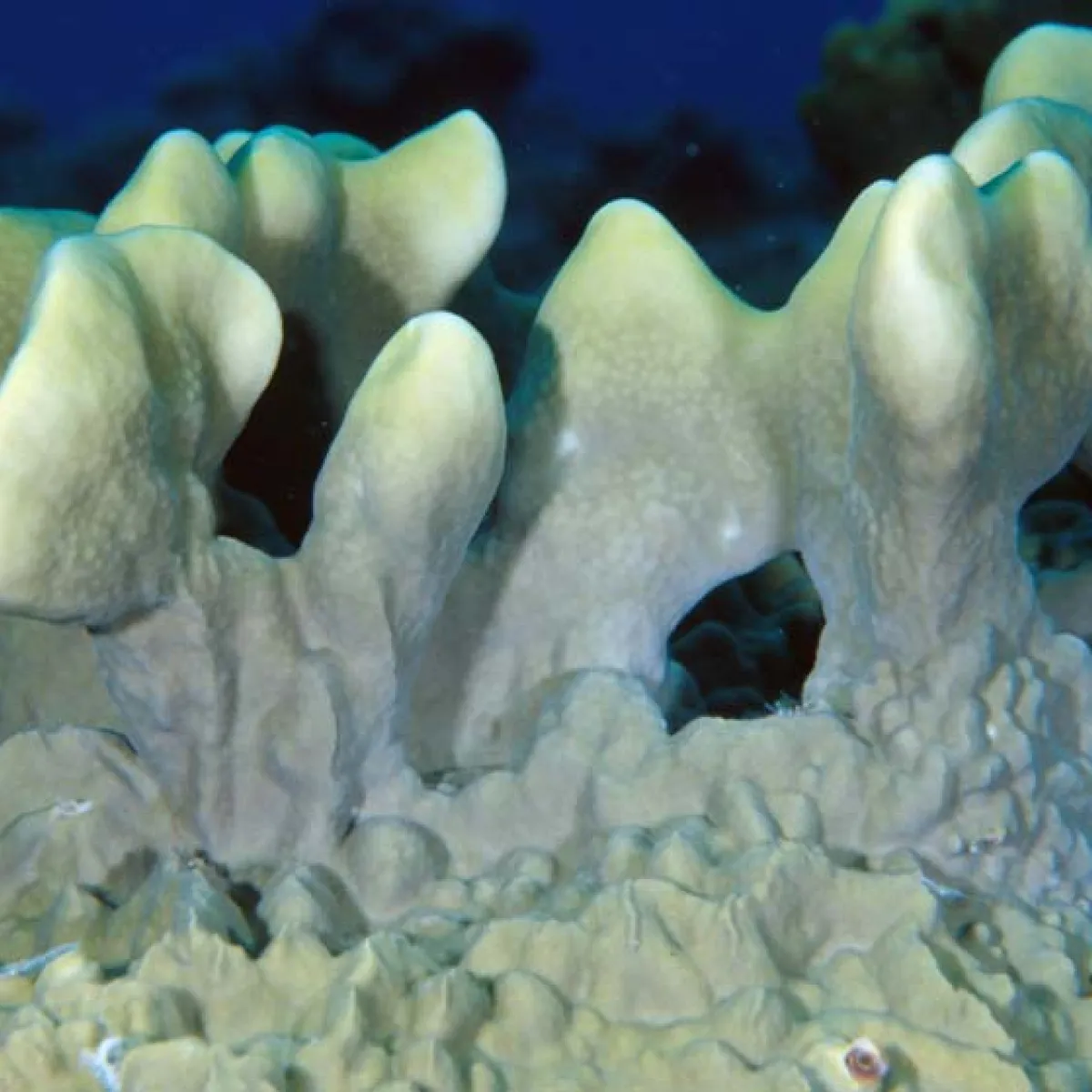 Ils forment des colonies en forme de dômes fixés sur le substrat et sont verts, crème ou jaunes.