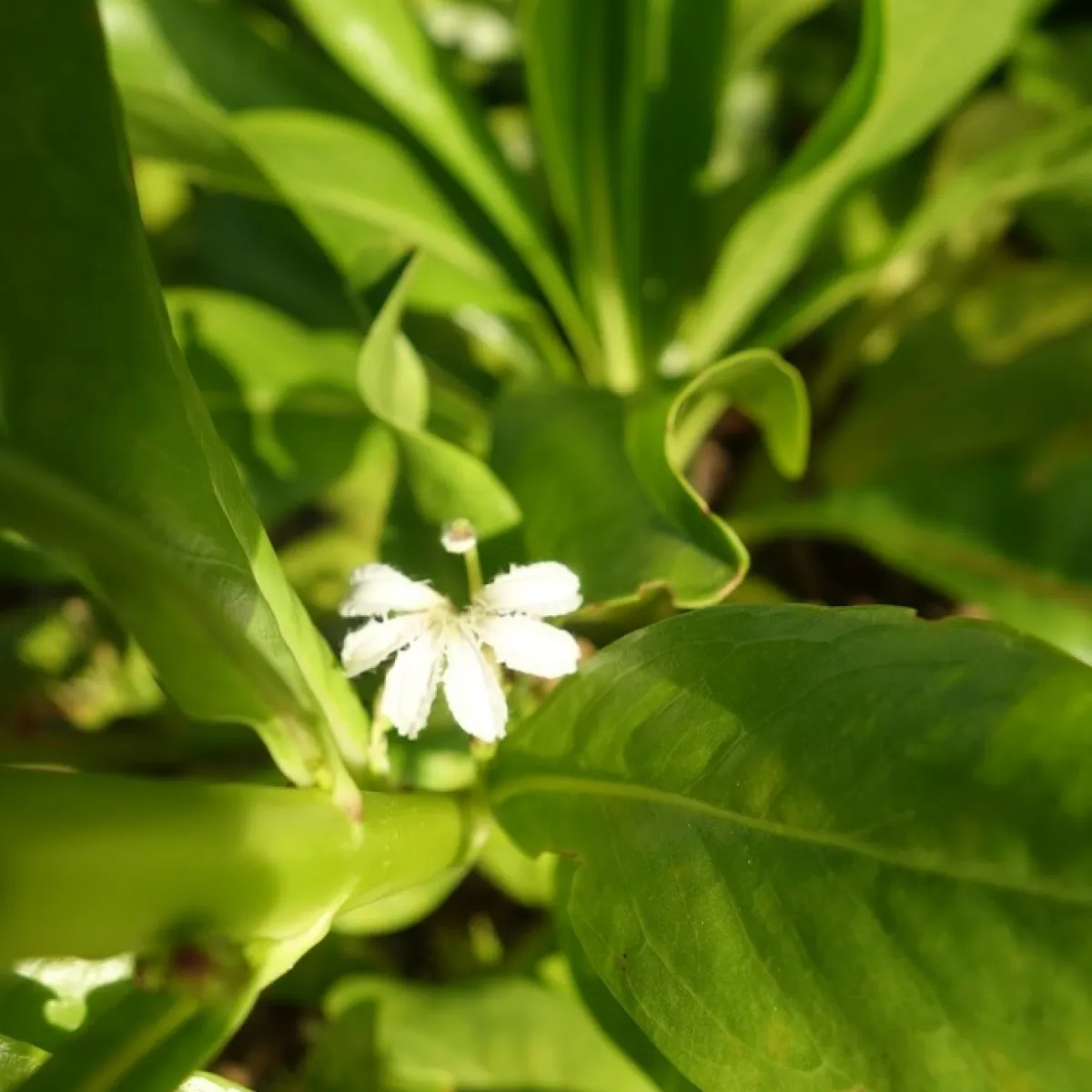 The shrub distributes its seeds by using oceanic currents and endozoochory: some birds eat its seeds.