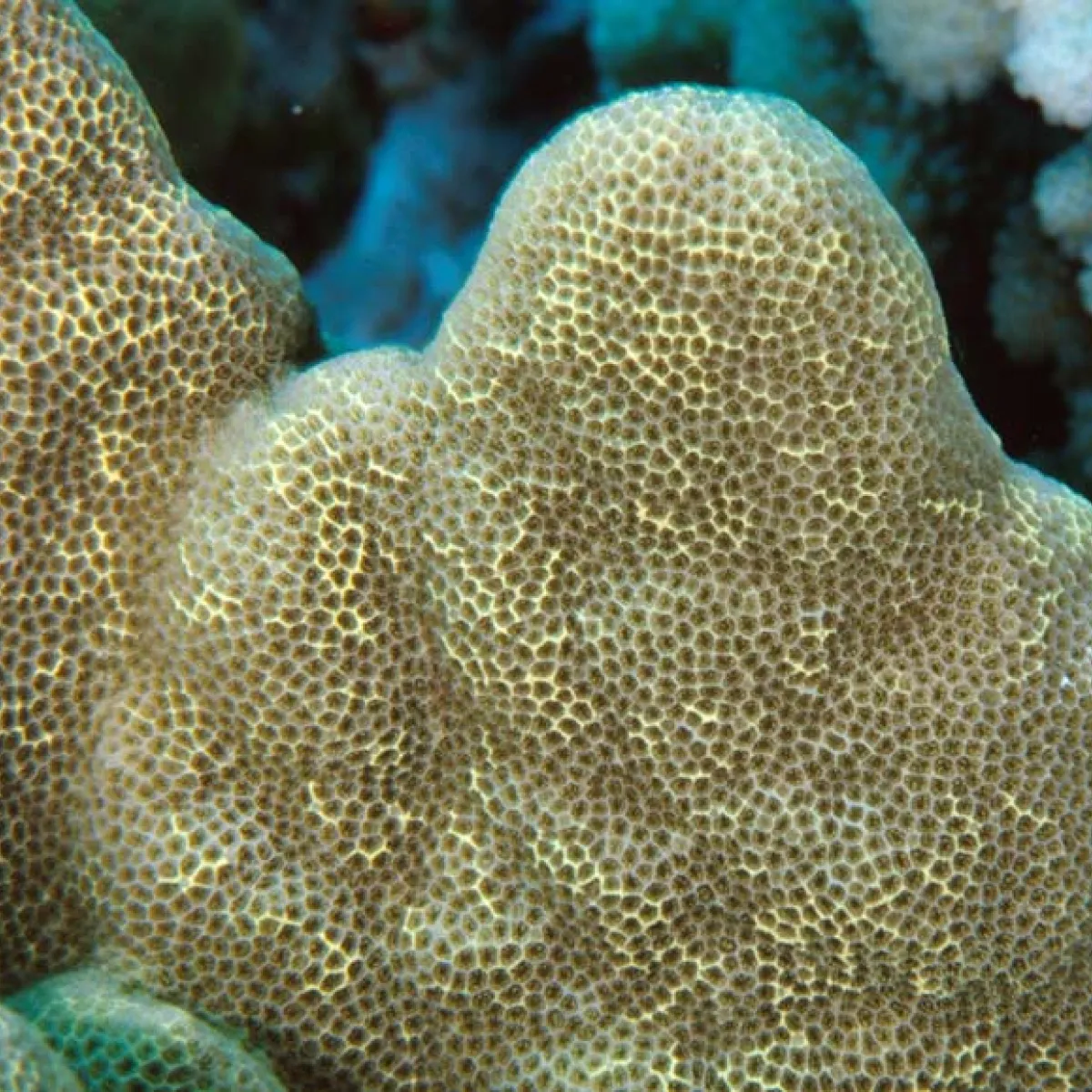 Un corail est composé d'une colonie de nombreux polypes vivant en symbiose avec les zooxanthelles.