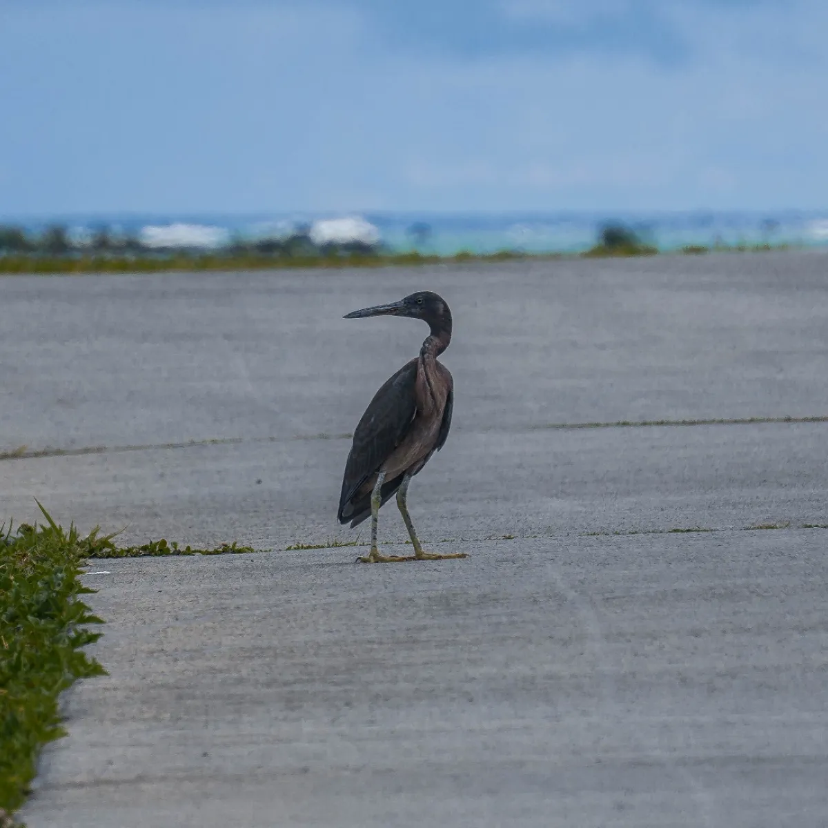 Pacific reef egret