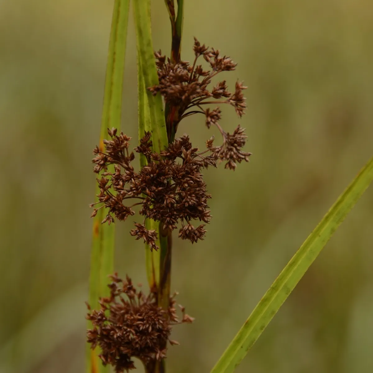 A brown flower