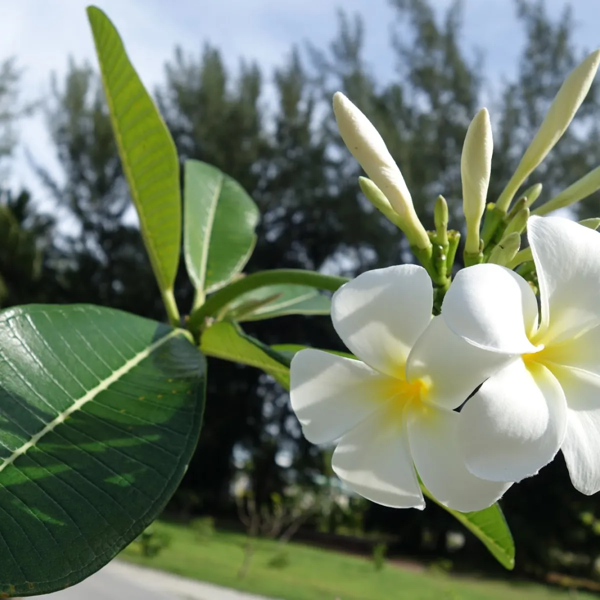 The colors of the flowers that we find in Tetiaroa are white, yellow-white, pink, and red.