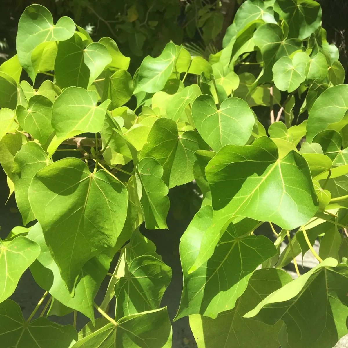 The Miro is a tree with yellow heart shaped leaves.