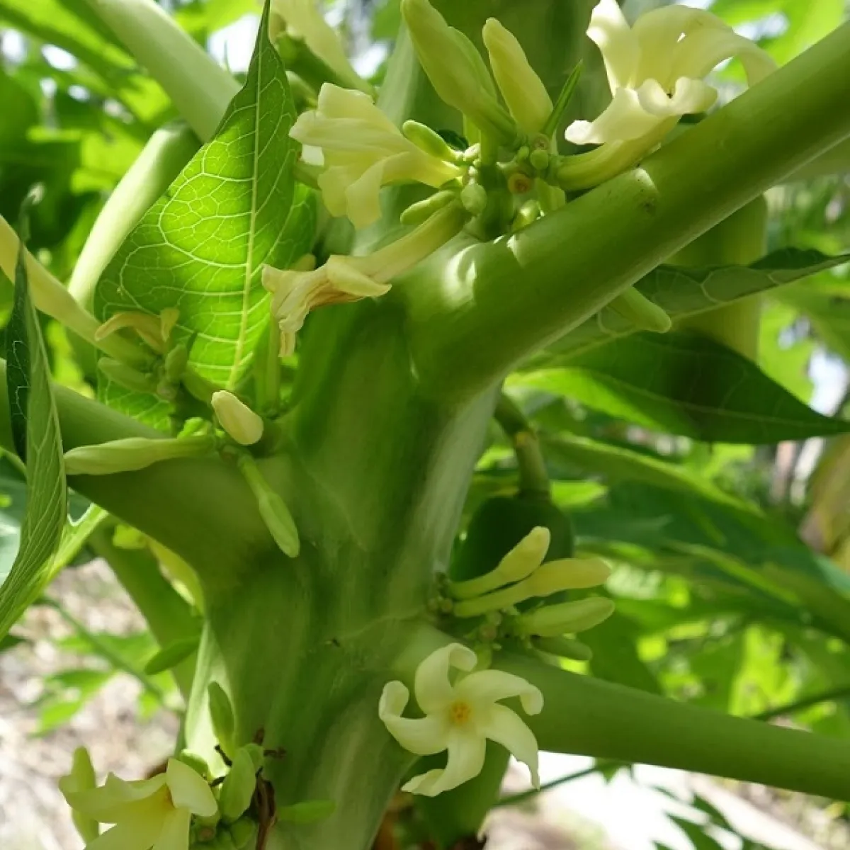 This tree has several uses, notably in pharmacopoeia where roots, flowers, fruit, seeds, and its latex have medicinal and  antiseptic properties.