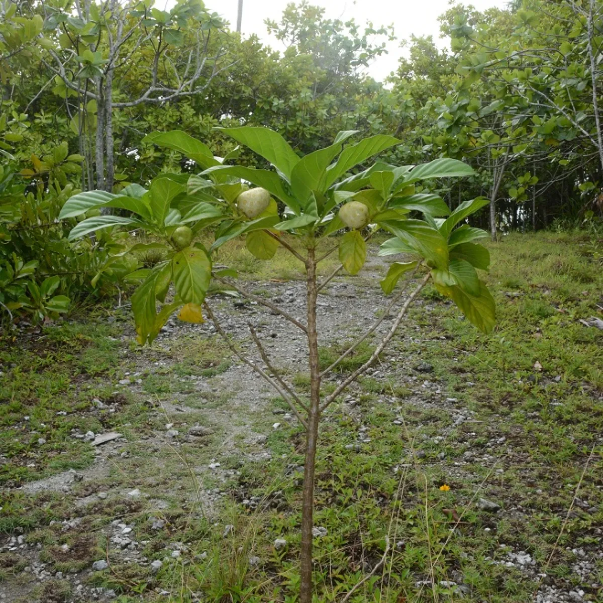 This plant has many medicinal properties.