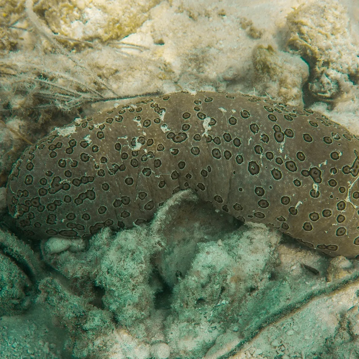 Ils sont capables de se reproduire sans gamètes : il se divise en deux, chaque partie devient un individu distinct.