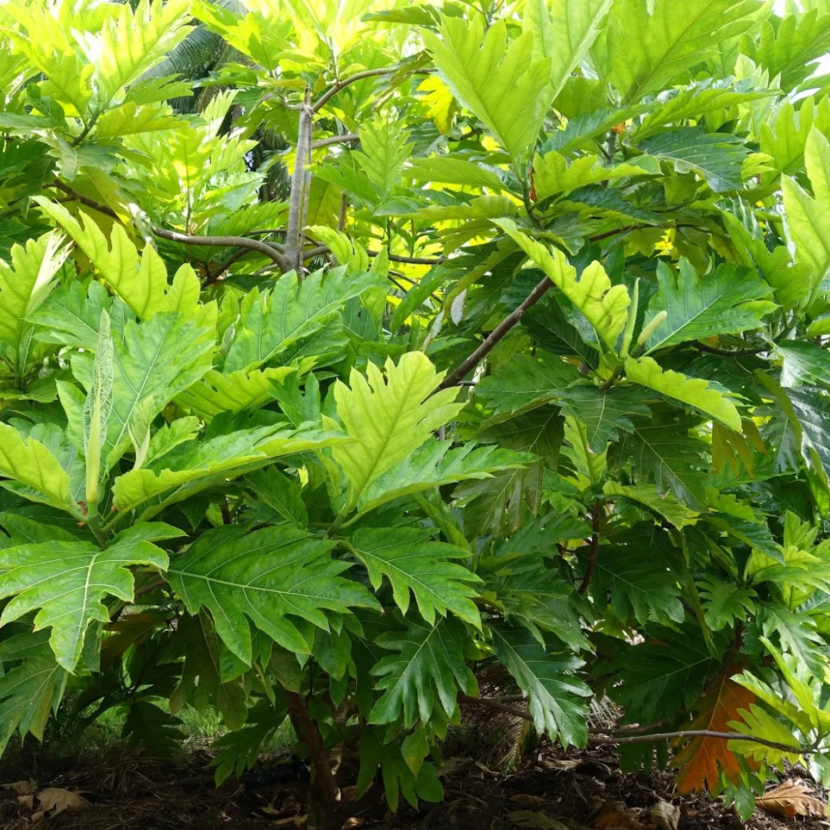 This tree was introduced to Europe in the 18th century by Captain Bligh who was charged with bringing ‘Uru saplings to the British West Indies.