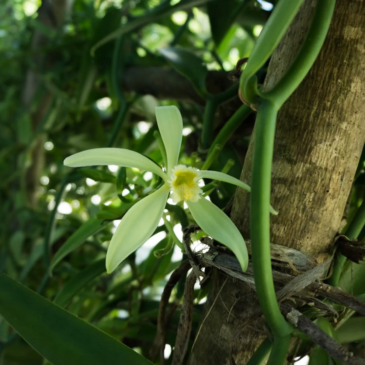 Each married flower produces one vanilla pod.