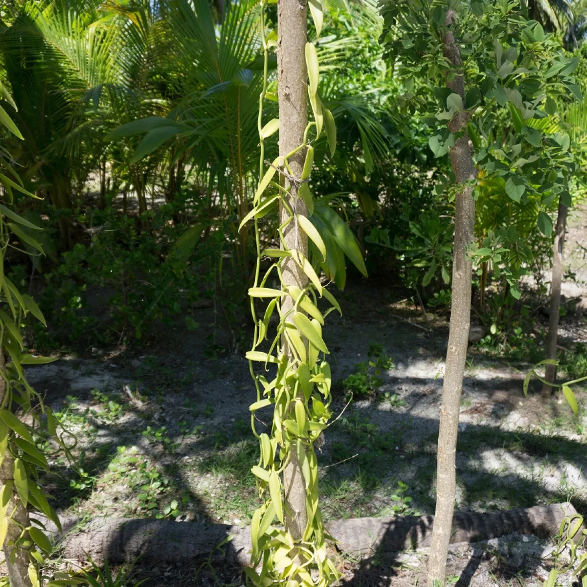 Tahitian vanilla has to be picked when mature unlike other species which are harvested when still green.