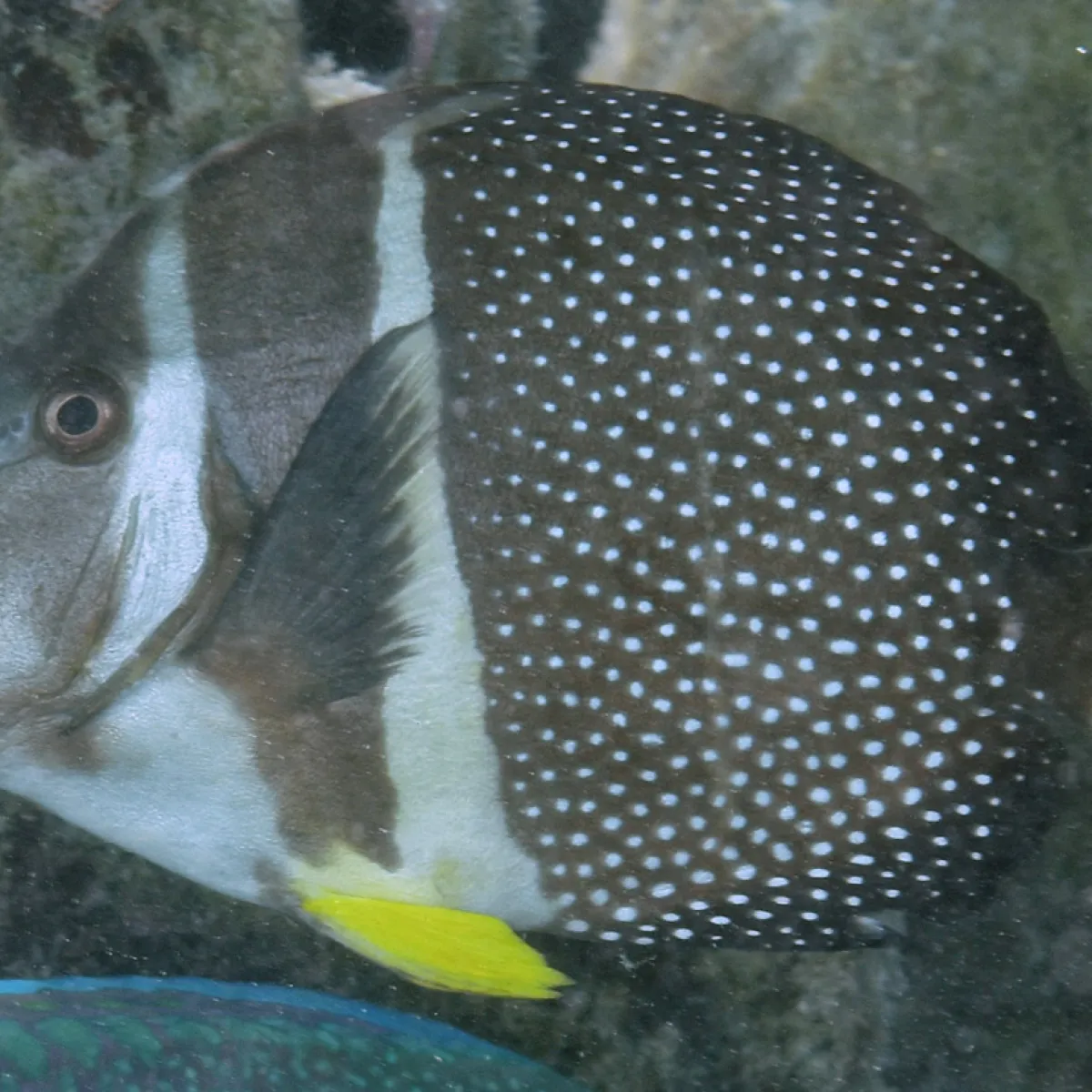 Il se nourrit d’algues filamenteuses et calcaires.