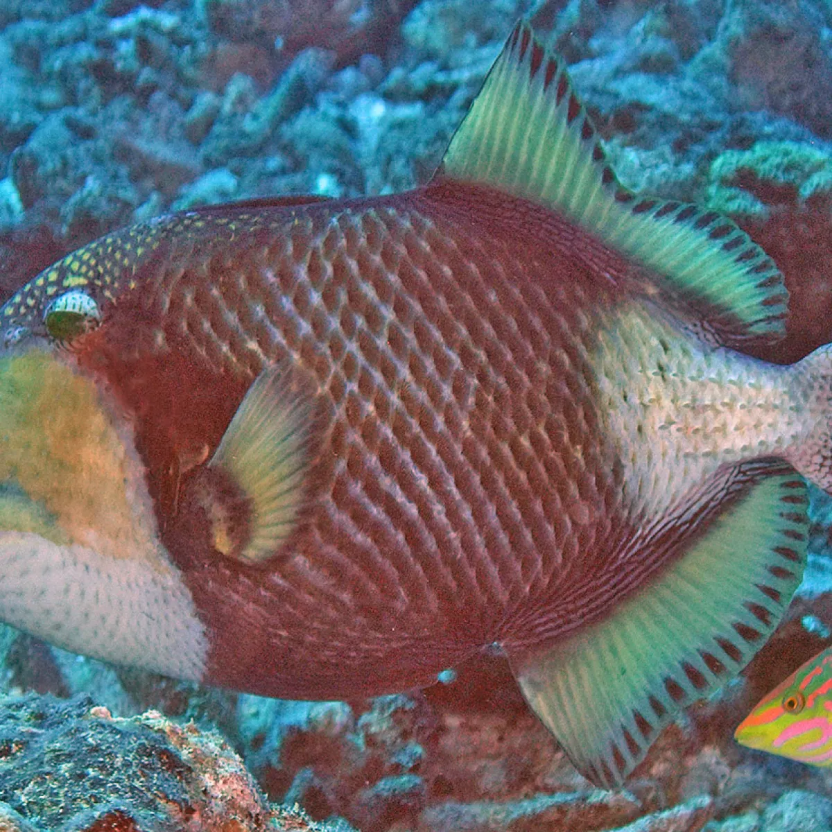 Le Baliste Titan porte bien son nom puisqu’il s’agit du plus gros spécimen de son espèce.