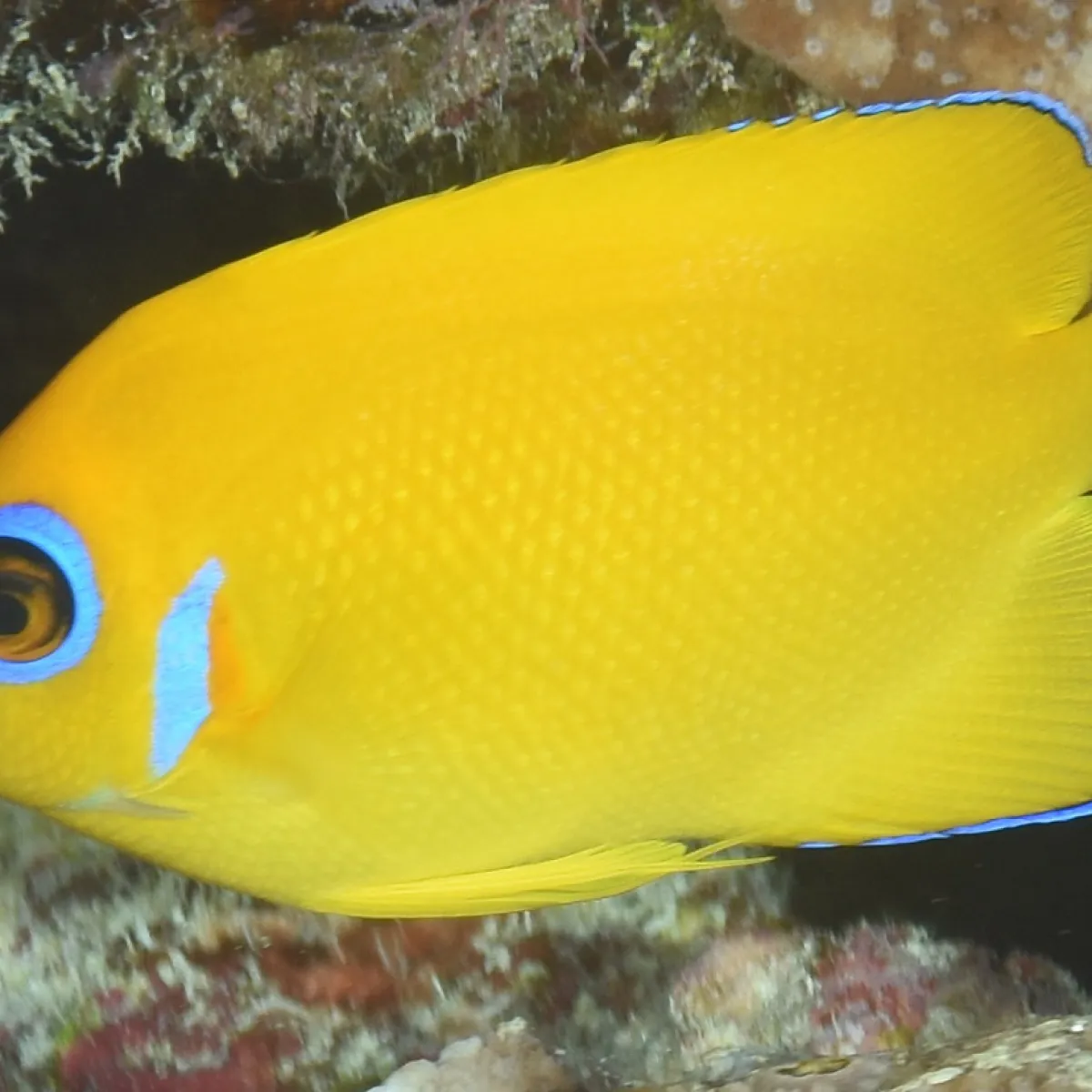 This angelfish has a laterally compressed oval body that is yellow with a blue border around its eye.