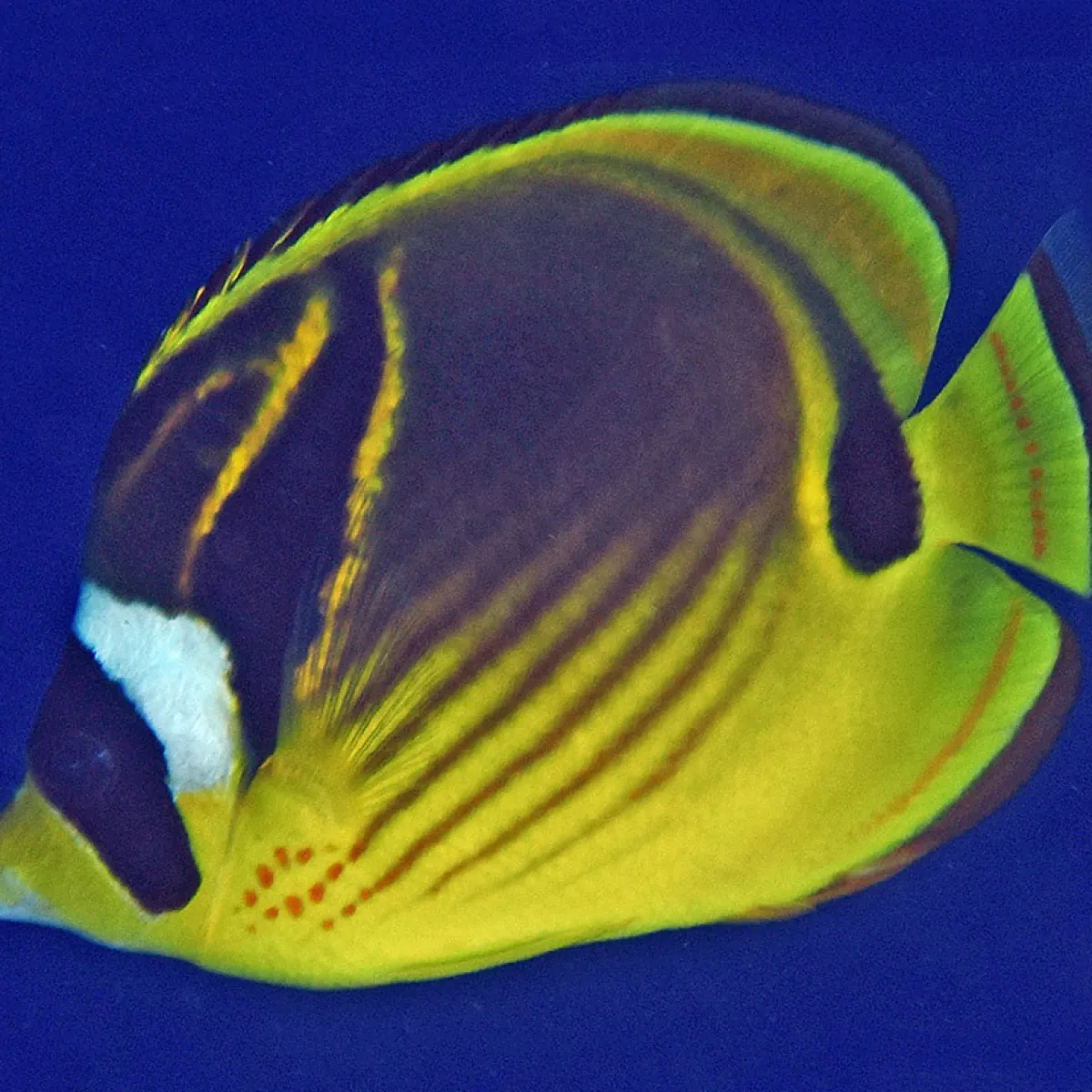 It has a black and white “mask” from where it gets its name “raccoon”.