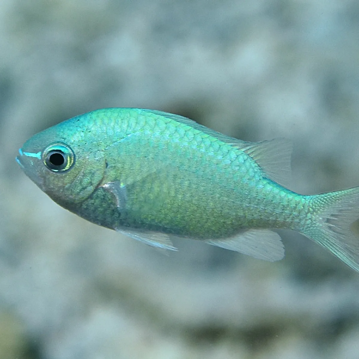 Photo: John Hoover This damselfish eats plankton and eats phytoplankton and zooplankton and is able to choose between its miniscule prey.