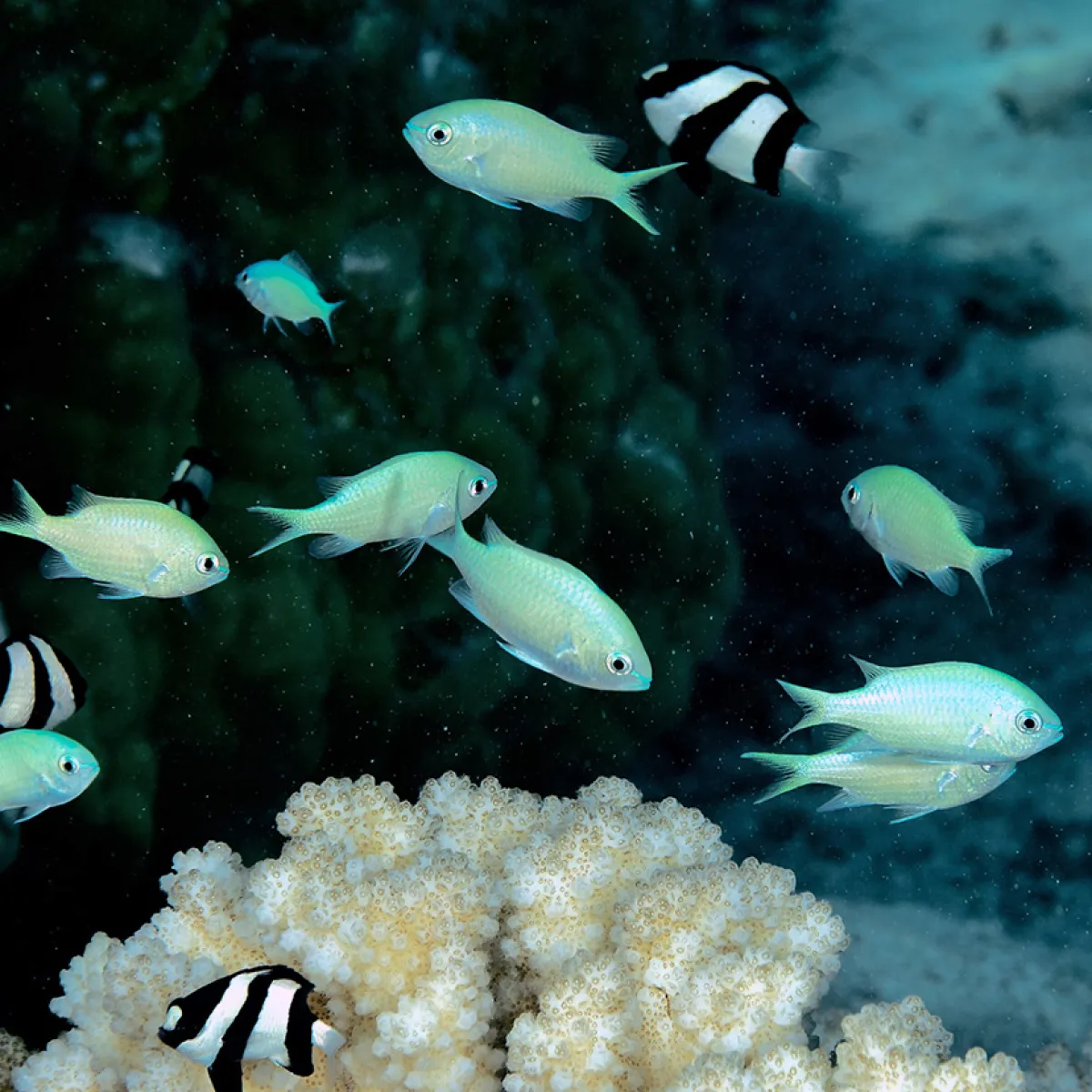 Photo: John Hoover Territorial and gregarious, this fish forms very dense colonies (up to 100 individuals) when alerted.